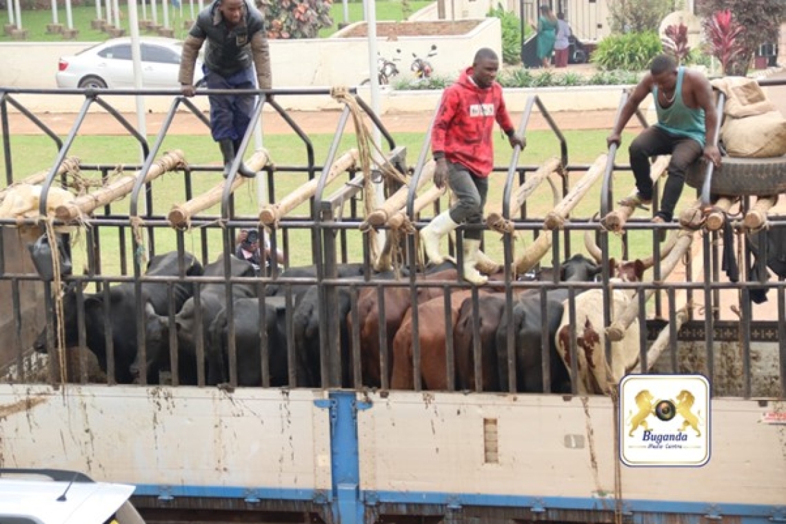 The 10 cows presented as gifts to His Majesty Kabaka Ronald Muwenda Mutebi II